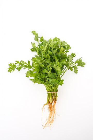 bunch-parsley