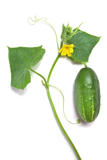 green-cucumber-with-leaves-flower-isolated-white