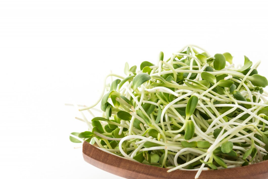 sunflower-sprouts